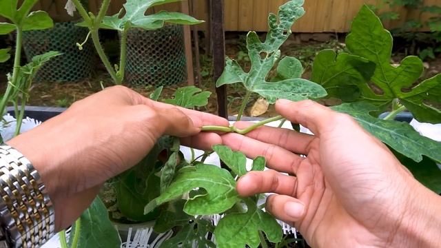 Growing watermelon hanging hammock for beginners, Fruit is big and sweet смотреть онлайн