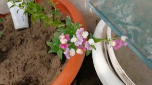 Высаживаем ГЛАДИОЛУСЫ в кашпо. Формируем миксы с цветами