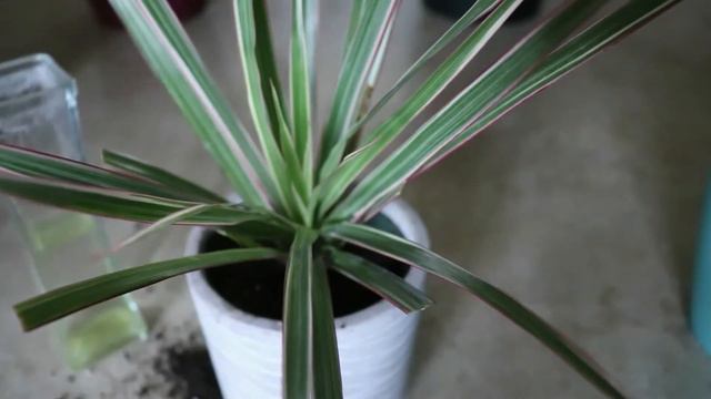 HOW TO GROW AND PROPAGATE DRACAENA MARGINATA BICOLOUR FROM CUTTING+ CARE TIPS #dracaenamarginatacar смотреть онлайн