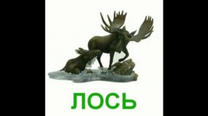 Дикие животные - картинки для малышей