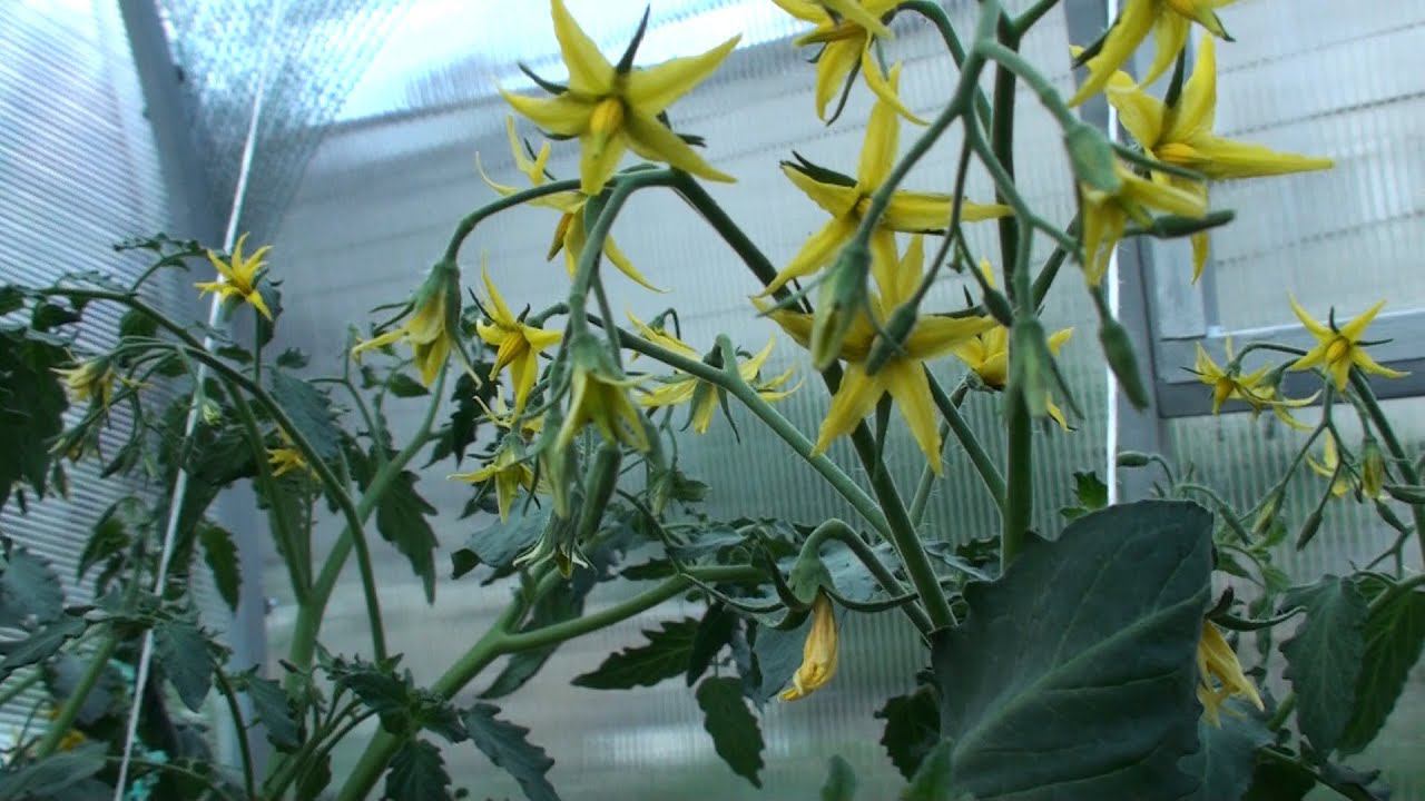 Первая подкормка томатов после высадки в грунт. Советы по уходу и увеличению урожайности томатов. смотреть онлайн