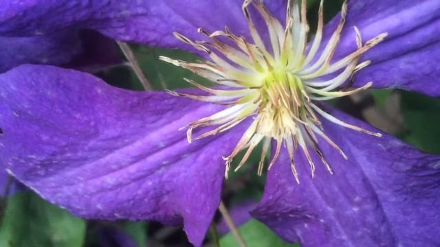Clématite, Clematis 'jackmanii Superba' ou 'Gipsy Queen' Les ailes volent violet смотреть онлайн