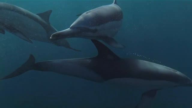 1 Hour Of Relaxing Underwater Dolphin Sounds 🐬  - Sounds Of Nature