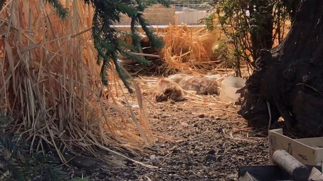 Серая куропатка, дикий перепел купаются в пыли. смотреть онлайн