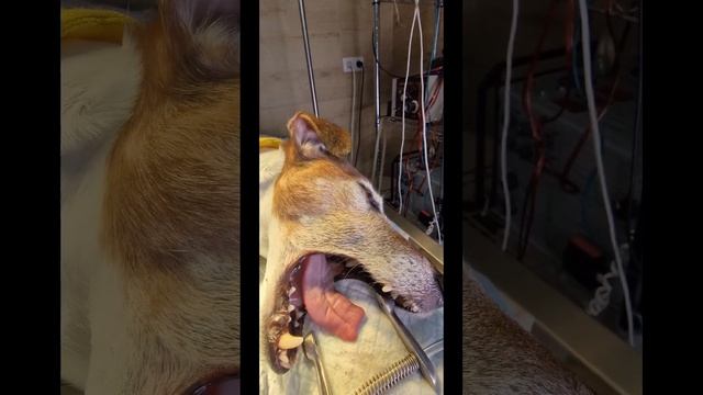 Как чистить зубы собакам ультразвуком @zoovetdoctor смотреть онлайн