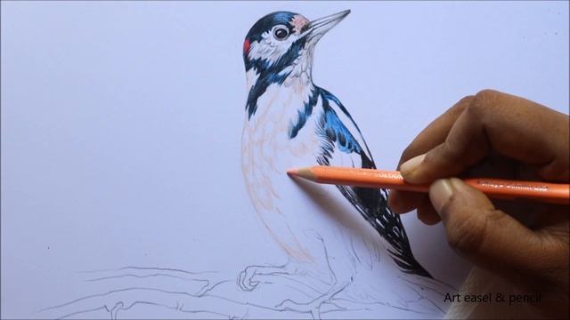 Great Spotted Woodpecker Drawing In Color Pencils | Bird Drawing