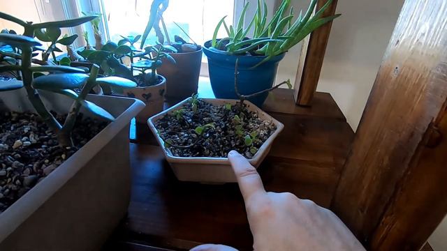 THE PLANTS OF PLANT OBSESSED смотреть онлайн