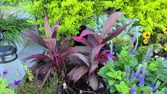 2023 Summer Garden Tour | Front Yard Garden Plants | Long Blooming Perennials for Front Yard смотреть онлайн