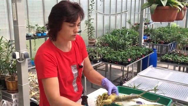 Как Адаптировать 