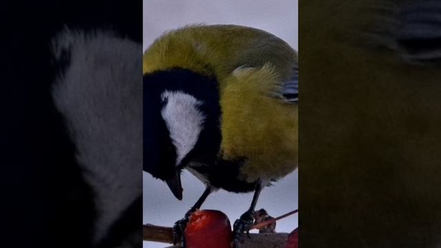 Большая синица ( лат. Parus major)| Birds of eden. смотреть онлайн
