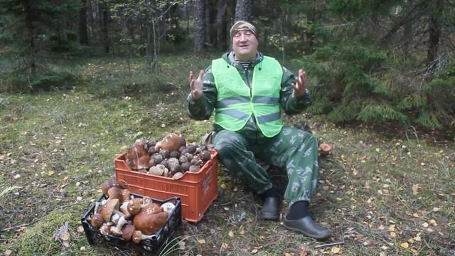 ГРИБЫ ДЛЯ КУР НЕСУШЕК ЗООТЕХНИК РЕКОМЕНДУЕТ. смотреть онлайн