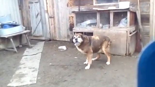 Лай кавказского волкодава смотреть онлайн