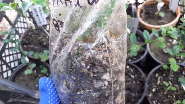 Фингерлайм, попытка укоренить. Часть1 смотреть онлайн