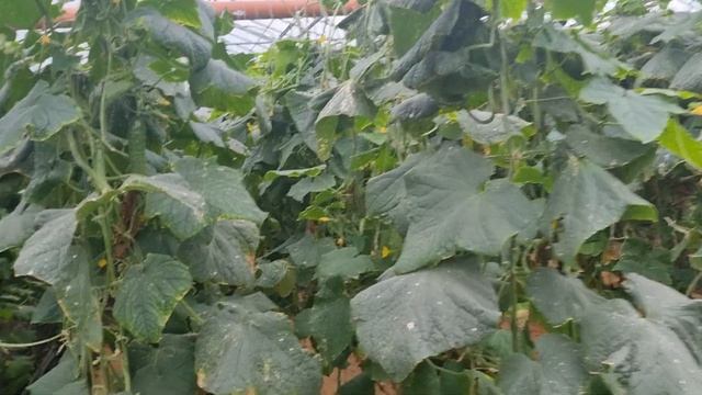 Огурец Мамлюк, 16 ноября 2023 год, четыре месяца после высадки рассады. смотреть онлайн