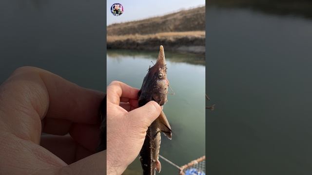 Бестер погибает смотреть онлайн