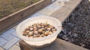 В ЧЁМ ЗАМОЧИТЬ ЛУК ПЕРЕД ПОСАДКОЙ ЧТОБЫ ЗАЩИТИТЬ ОТ БОЛЕЗНЕЙ И ПОЛУЧИТЬ БОГАТЫЙ УРОЖАЙ