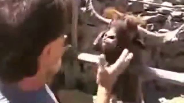 Козёл яростно плюётся=)))))))))))).mp4 смотреть онлайн