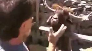Козёл яростно плюётся=)))))))))))).mp4