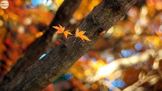 Осенняя грусть. Спокойная музыка для релакса (FullHD) смотреть онлайн