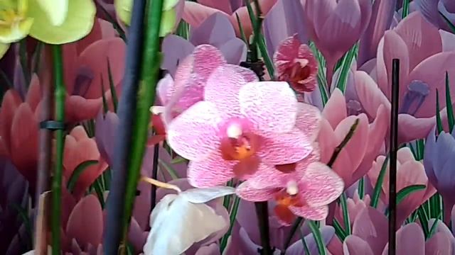 ?ЦВЕТОК КАКТУСА ?СПАТИФИЛЛУМ ?ДАЧА? смотреть онлайн