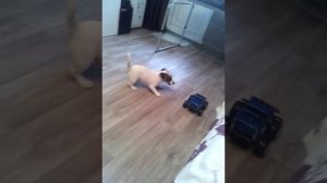 Джек рассел 4 месяца