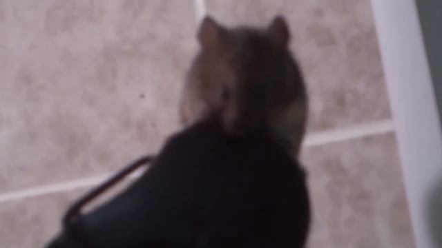 Мышак попал в мышеловку . смотреть онлайн