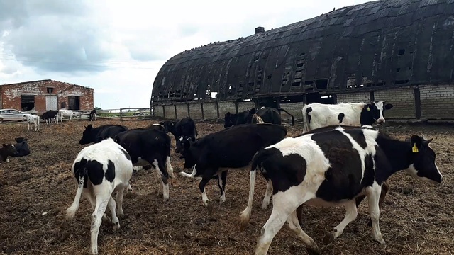 Телочки на беспривязном содержание? Крантин на 30 дней для отправки в соседний регион! +79656176005 смотреть онлайн