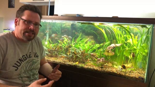 Cryptocoryne Undulata Red смотреть онлайн