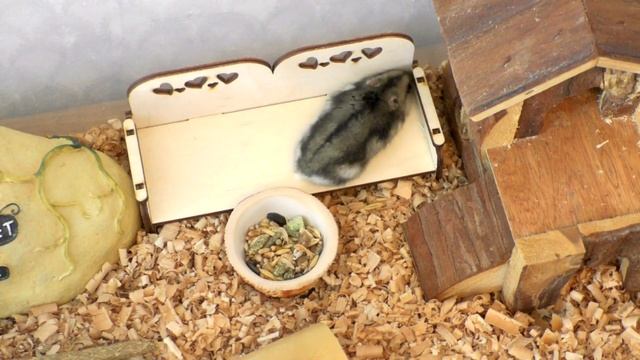 Сколько животных у нас содержится. Мои домашние питомцы смотреть онлайн