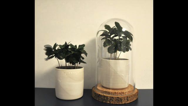 Pflanze vs. WunderGlas смотреть онлайн