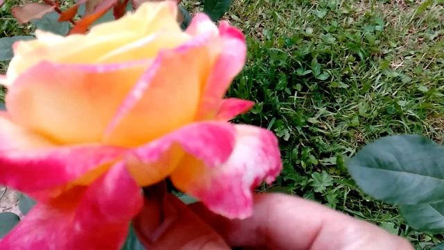 Цветение розы 