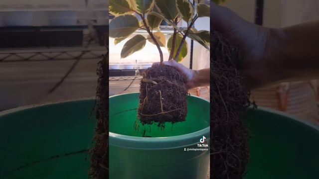 Ficus elastica 'Tineke' Repot #plants смотреть онлайн