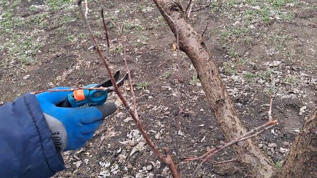 Омолодження старої абрикоси смотреть онлайн