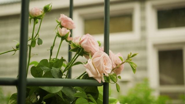 Опоры для вьющихся растений Хитсад