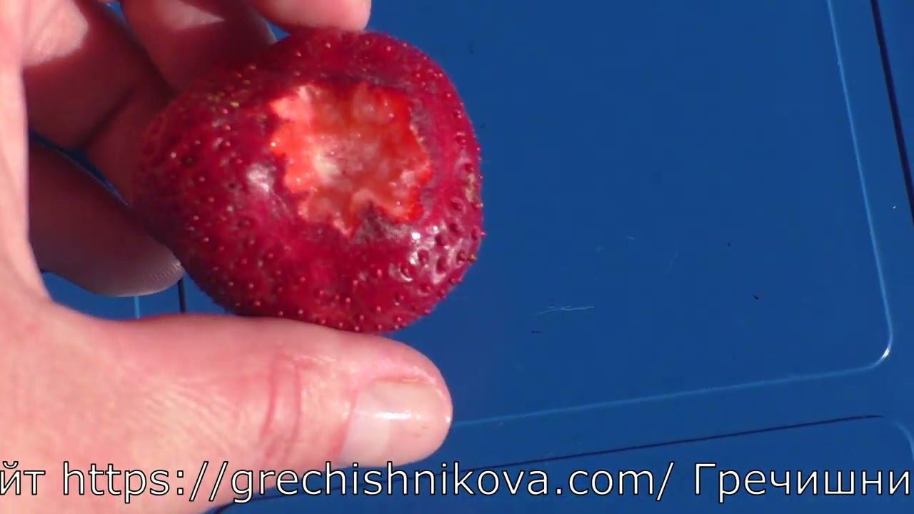 БОГЕМА среднеспелый сорт клубники смотреть онлайн