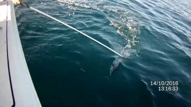 Far Fetched 10 15 17 смотреть онлайн