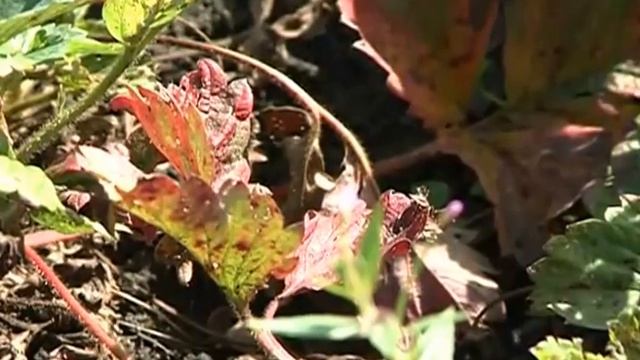 Клещ на землянике смотреть онлайн