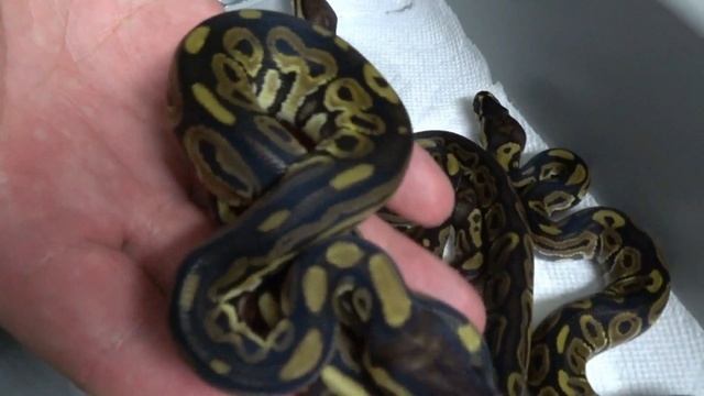 2017 Post Shed Clutch #2 Ball Python смотреть онлайн