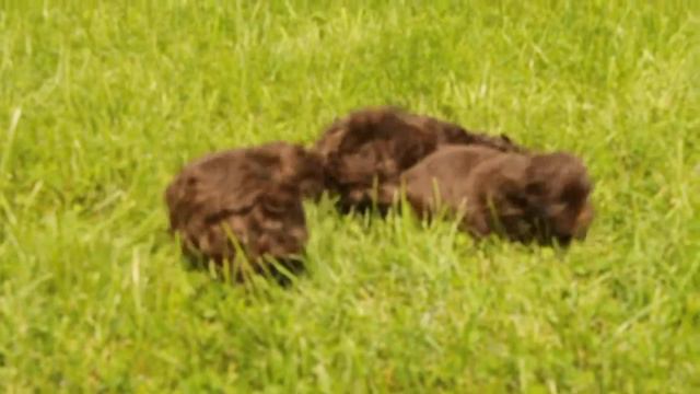 щенки русской цветной болоночки смотреть онлайн