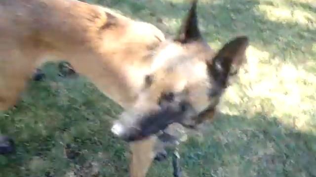 Clicker Training - De Paseo en el parque смотреть онлайн