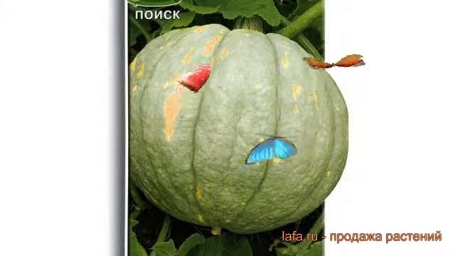 Тыква крупноплодная Зимняя сладкая ? обзор: как сажать, семена тыквы Зимняя сладкая смотреть онлайн