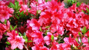 Ф. Шопен."Ноктюрн № 17".