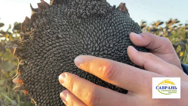 18.10.21 Натура та олійність соняшнику. Що впливає на олійність? смотреть онлайн