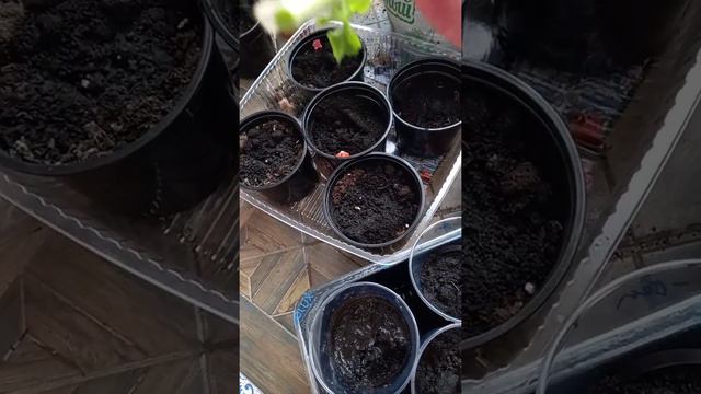 черенкуем герань/пеларгонию смотреть онлайн