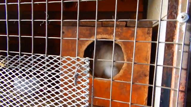 ОКРОЛ В МОРОЗЫ, КАК СОХРАНИТЬ КРОЛЬЧАТ?? смотреть онлайн