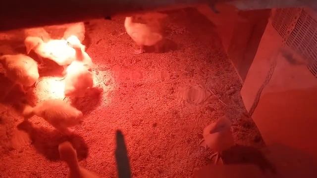 Купили двух недельных гусят, у нас пополнение , учимся растить гусят. смотреть онлайн