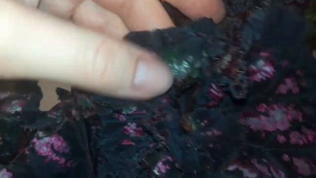 Бегонии 💚, часть 2. Радует каждый листочек. смотреть онлайн