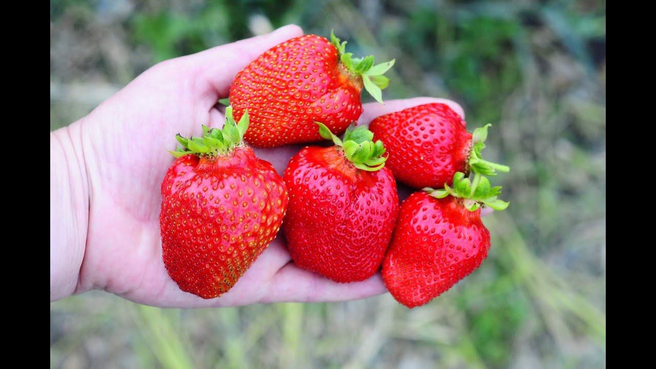 ЭМИ ранний сорт клубники смотреть онлайн