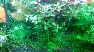 АКВАРИУМ ТРАВНИК 3 МЕТРА