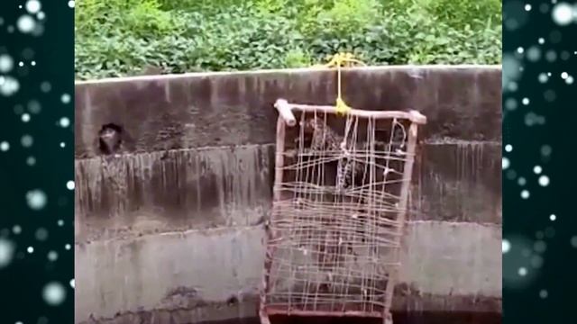 ЛЕОПАРД провисел так много часов пока не пришли люди! Но всё было не так просто! смотреть онлайн